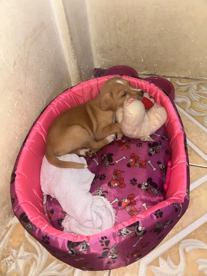 Cachorro raça SRD-ViraLata idade Abaixo de 2 meses nome Mel