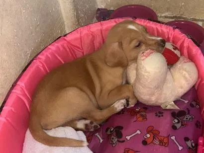 Cachorro raça SRD-ViraLata idade Abaixo de 2 meses nome Mel