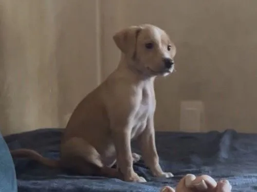 Cachorro raça SRD-ViraLata idade Abaixo de 2 meses nome Mel