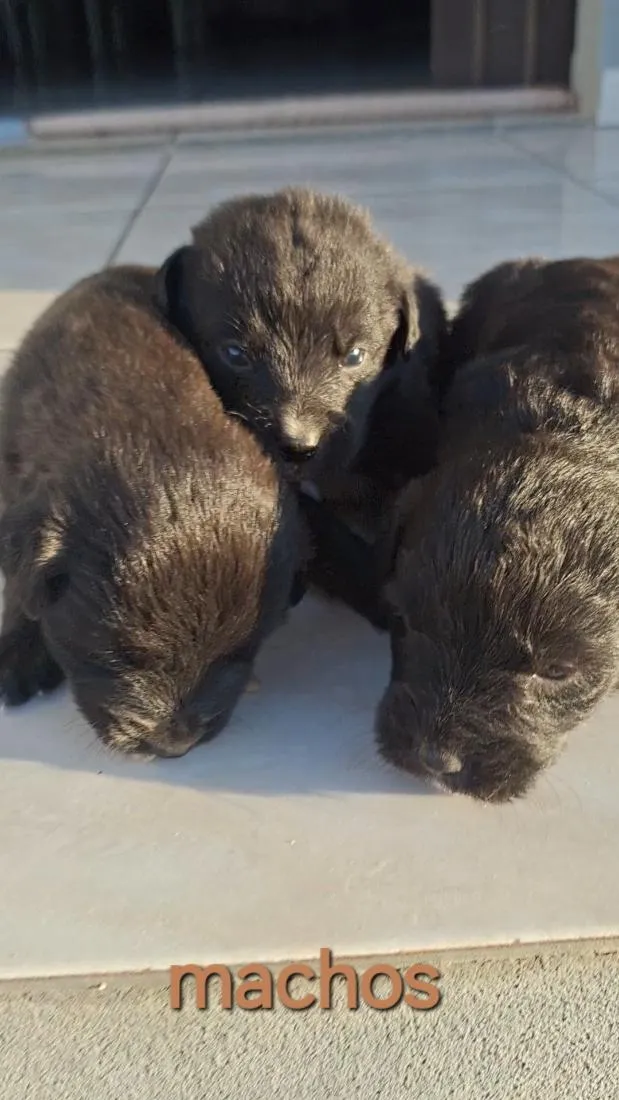 Cachorro raça SRD-ViraLata idade Abaixo de 2 meses nome sem nome
