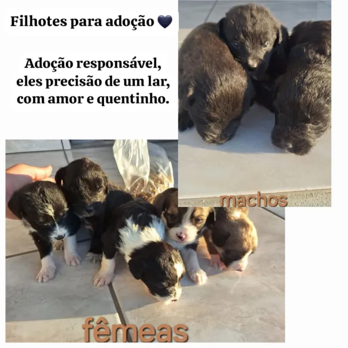 Cachorro raça SRD-ViraLata idade Abaixo de 2 meses nome sem nome