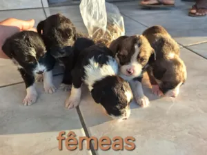 Cachorro raça SRD-ViraLata idade Abaixo de 2 meses nome sem nome