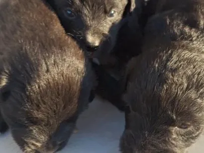 Cachorro raça SRD-ViraLata idade Abaixo de 2 meses nome sem nome
