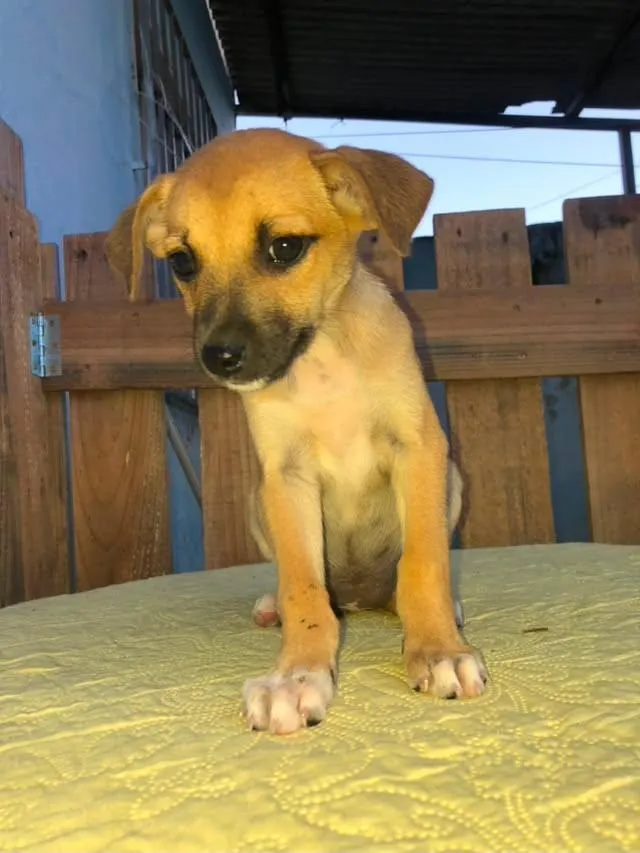 Cachorro raça SRD-ViraLata idade 2 a 6 meses nome Milly 