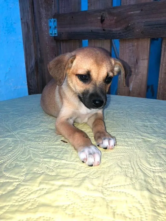 Cachorro raça SRD-ViraLata idade 2 a 6 meses nome Milly 