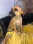 Milly 