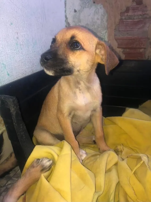 Cachorro raça SRD-ViraLata idade 2 a 6 meses nome Milly 