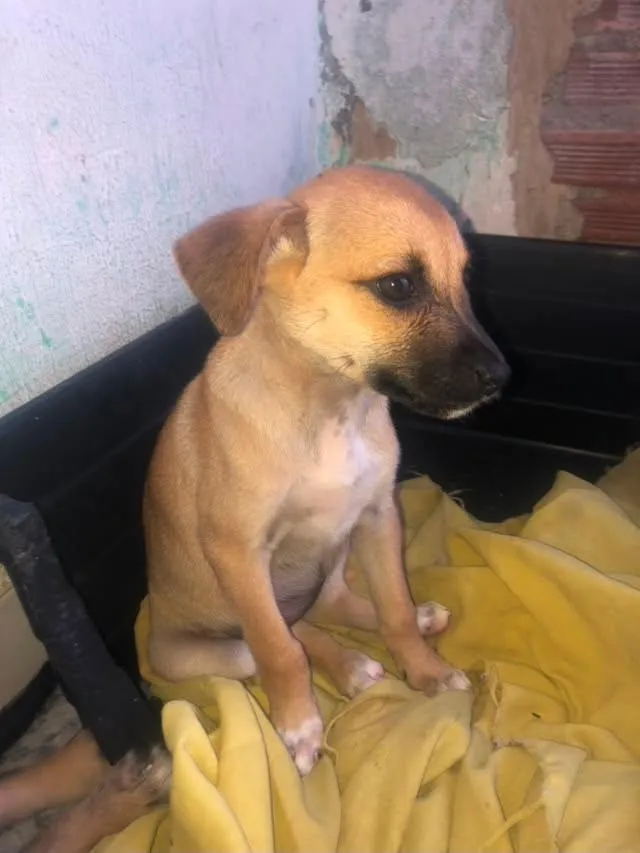 Cachorro raça SRD-ViraLata idade 2 a 6 meses nome Milly 