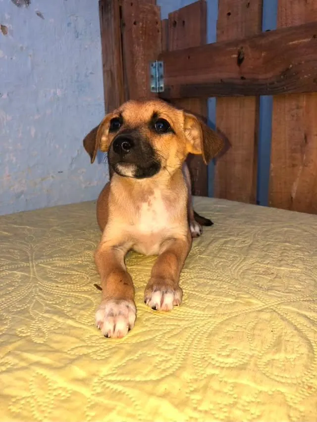 Cachorro raça SRD-ViraLata idade 2 a 6 meses nome Milly 