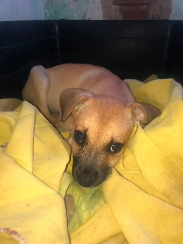 Cachorro raça SRD-ViraLata idade 2 a 6 meses nome Milly 