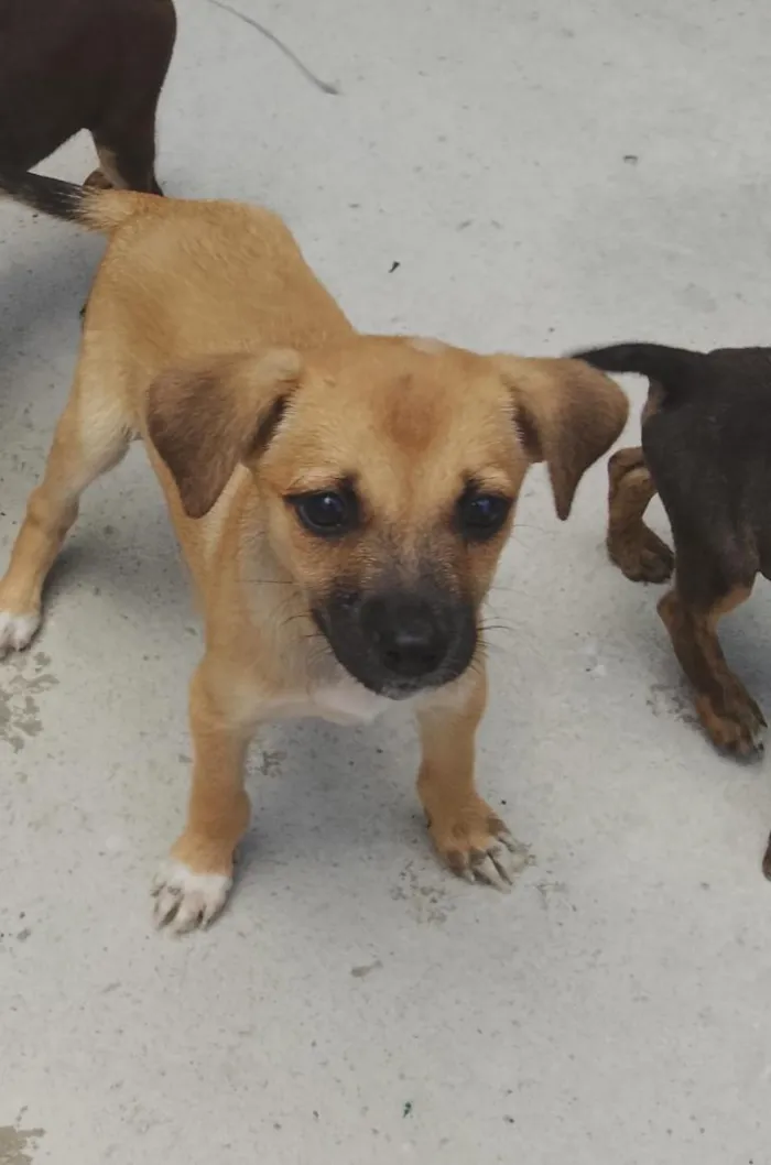 Cachorro raça SRD-ViraLata idade 2 a 6 meses nome Milly 