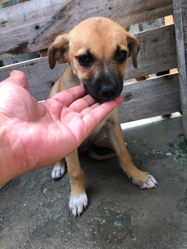 Cachorro raça SRD-ViraLata idade 2 a 6 meses nome Milly 