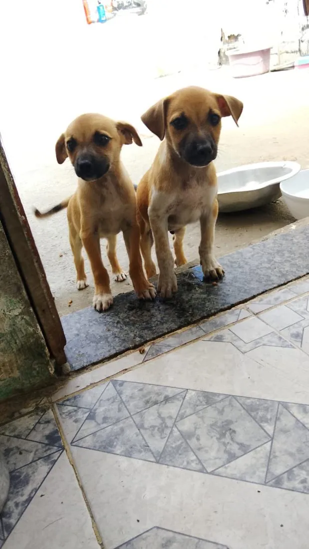 Cachorro raça SRD-ViraLata idade 2 a 6 meses nome Milly 