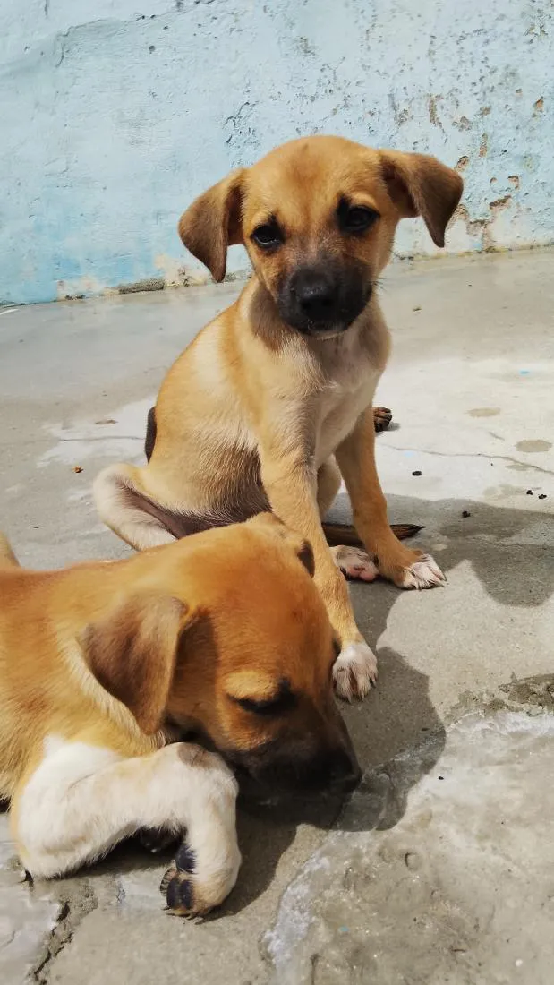 Cachorro raça SRD-ViraLata idade 2 a 6 meses nome Milly 