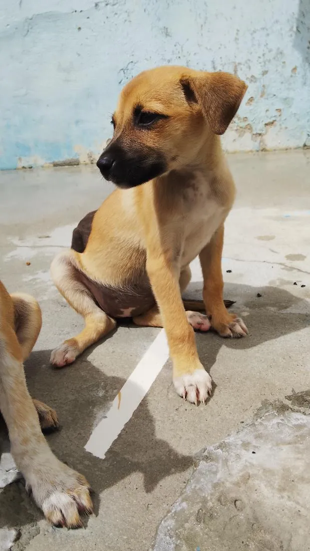Cachorro raça SRD-ViraLata idade 2 a 6 meses nome Milly 