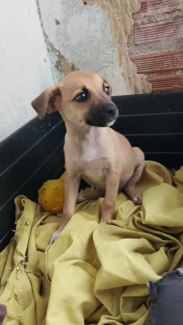 Cachorro raça SRD-ViraLata idade 2 a 6 meses nome Milly 
