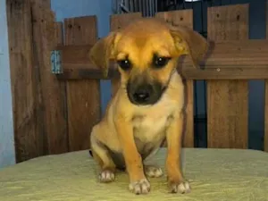 Cachorro raça SRD-ViraLata idade 2 a 6 meses nome Milly 