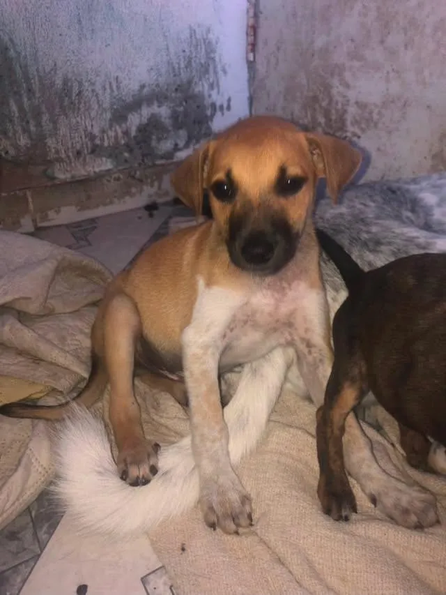 Cachorro raça SRD-ViraLata idade 2 a 6 meses nome tob