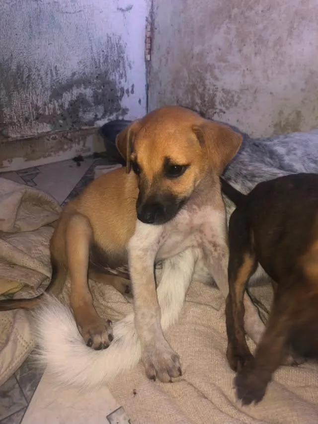 Cachorro raça SRD-ViraLata idade 2 a 6 meses nome tob