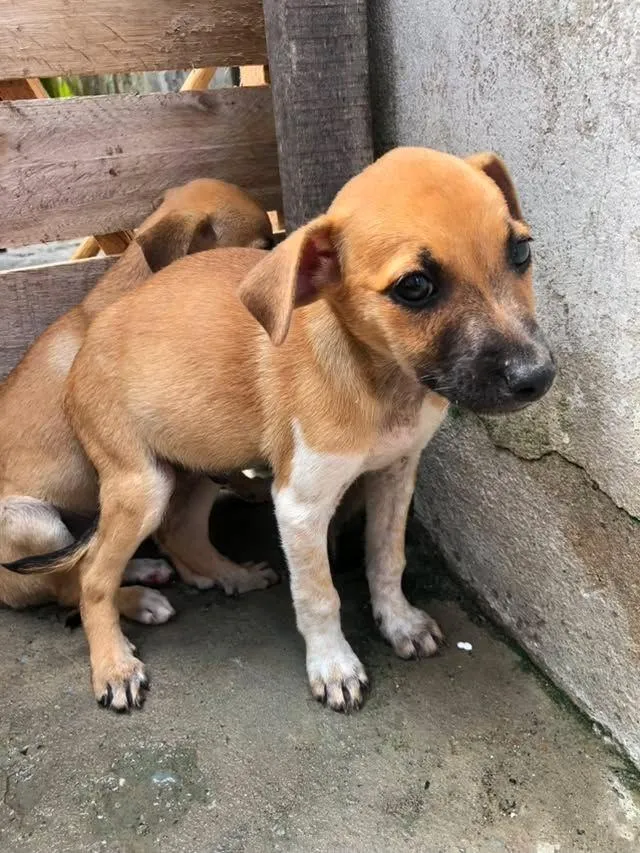 Cachorro raça SRD-ViraLata idade 2 a 6 meses nome tob