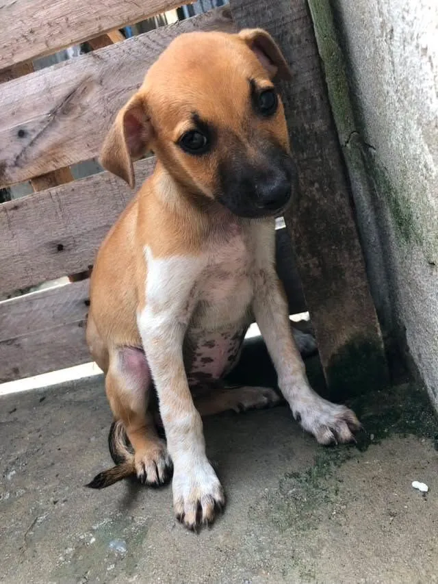 Cachorro raça SRD-ViraLata idade 2 a 6 meses nome tob