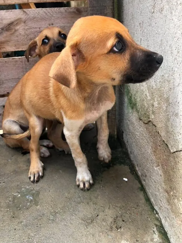 Cachorro raça SRD-ViraLata idade 2 a 6 meses nome tob