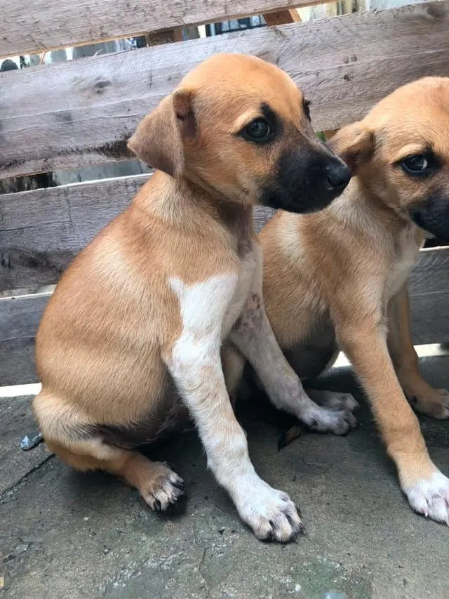 Cachorro raça SRD-ViraLata idade 2 a 6 meses nome tob