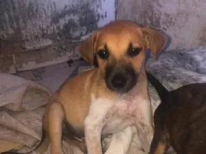 Cachorro raça SRD-ViraLata idade 2 a 6 meses nome tob