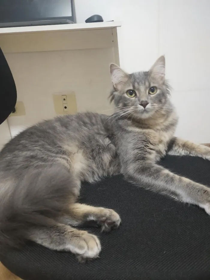 Gato raça SRD-ViraLata idade 7 a 11 meses nome Thomas