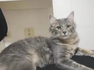 Gato raça SRD-ViraLata idade 7 a 11 meses nome Thomas