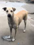 menininha 