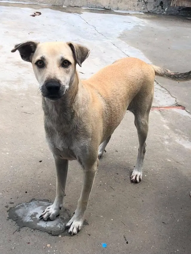 Cachorro raça SRD-ViraLata idade 2 anos nome menininha 