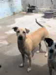 menininha 