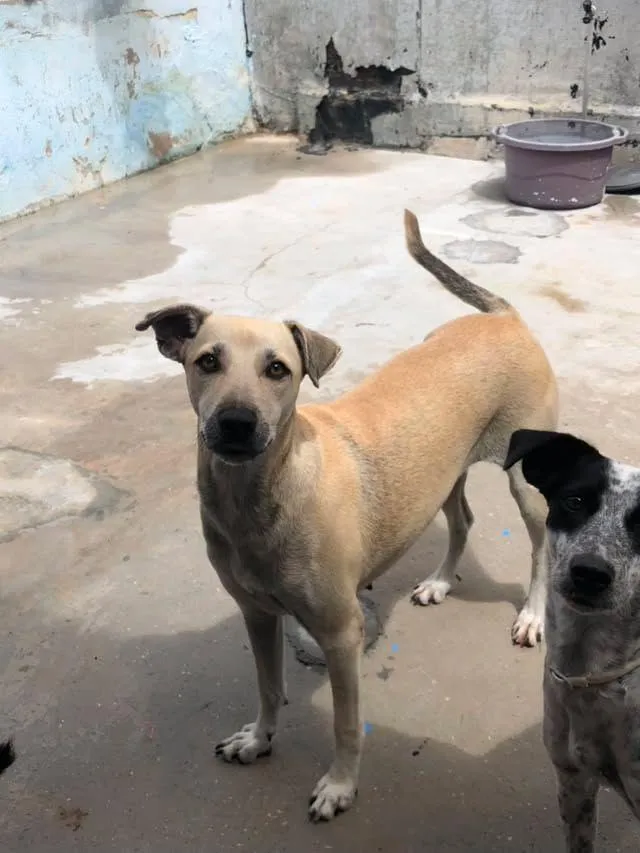 Cachorro raça SRD-ViraLata idade 2 anos nome menininha 