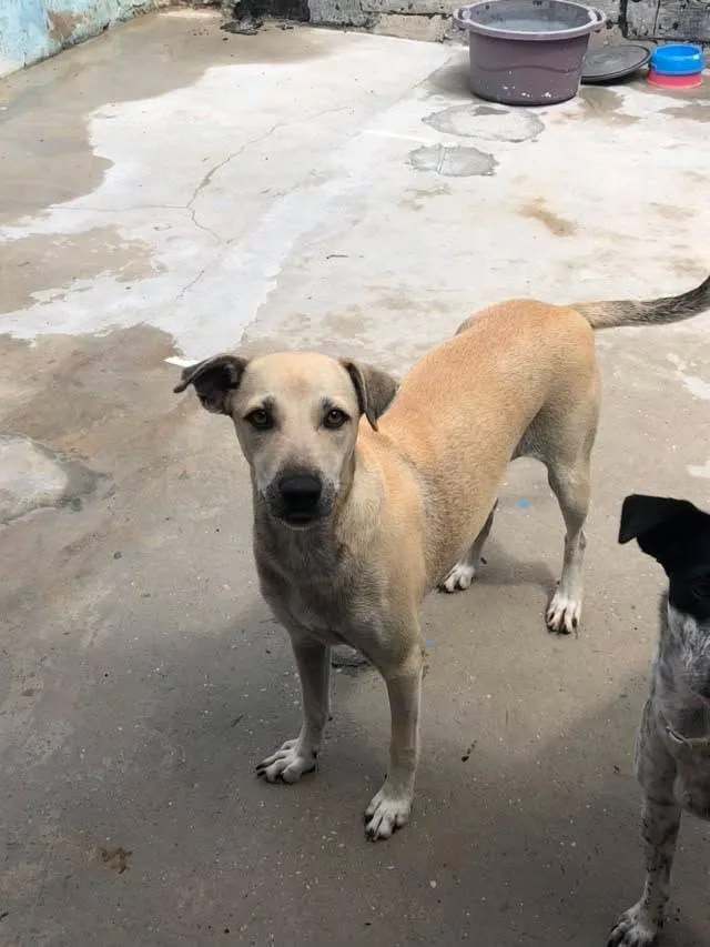 Cachorro raça SRD-ViraLata idade 2 anos nome menininha 