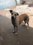 menininha 