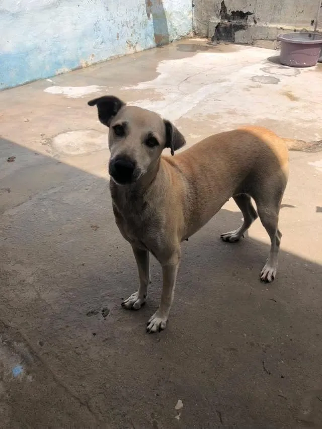 Cachorro raça SRD-ViraLata idade 2 anos nome menininha 
