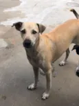 menininha 