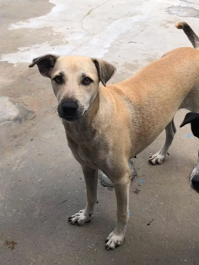 Cachorro raça SRD-ViraLata idade 2 anos nome menininha 