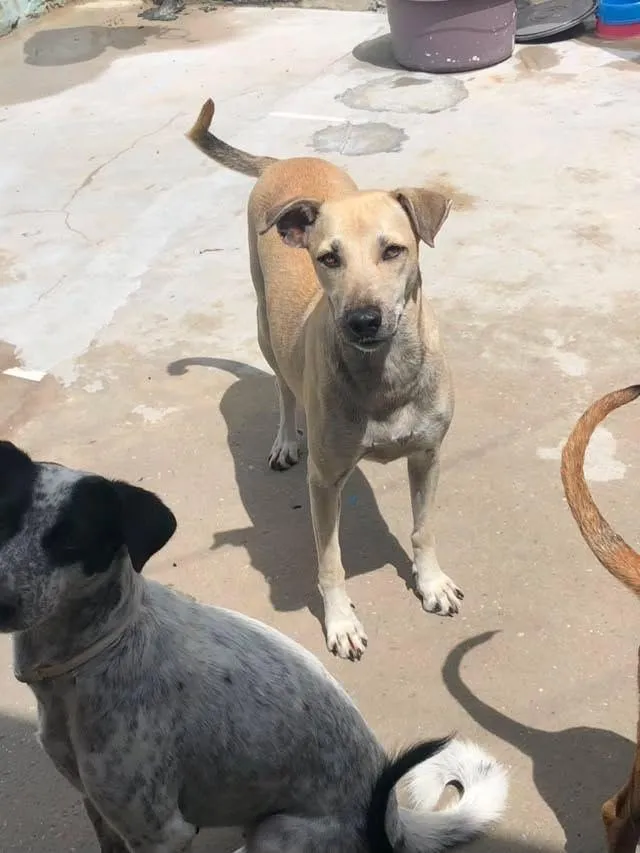 Cachorro raça SRD-ViraLata idade 2 anos nome menininha 