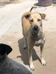 menininha 