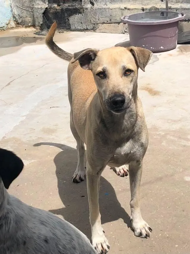 Cachorro raça SRD-ViraLata idade 2 anos nome menininha 