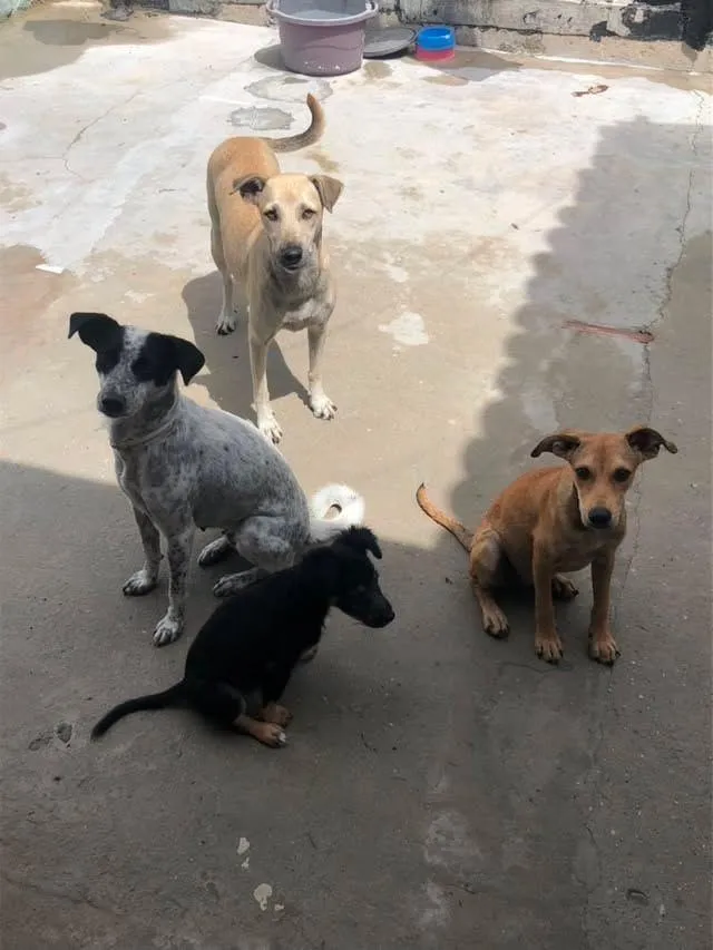 Cachorro raça SRD-ViraLata idade 2 anos nome menininha 