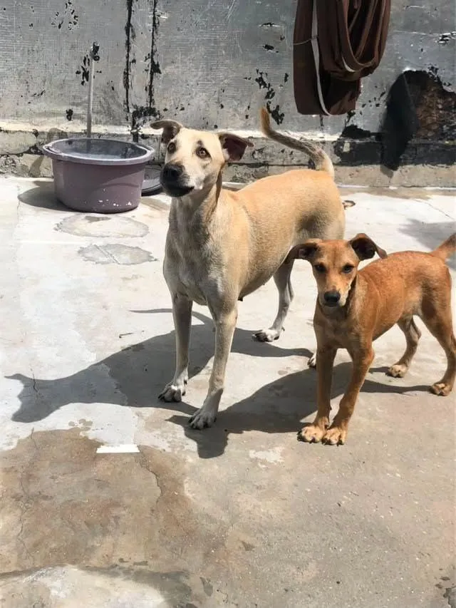 Cachorro raça SRD-ViraLata idade 2 anos nome menininha 