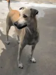 menininha 