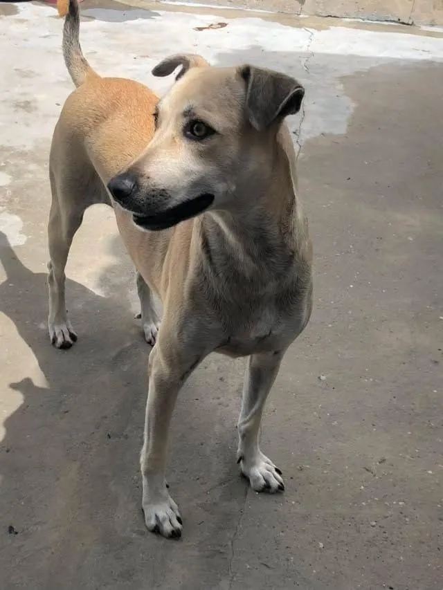 Cachorro raça SRD-ViraLata idade 2 anos nome menininha 