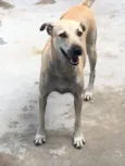 menininha 