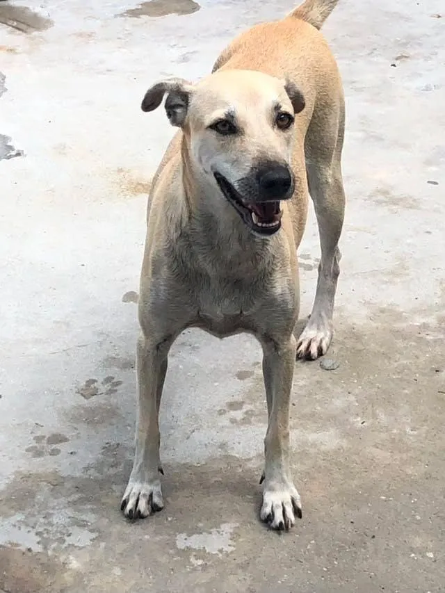Cachorro raça SRD-ViraLata idade 2 anos nome menininha 