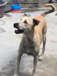 menininha 