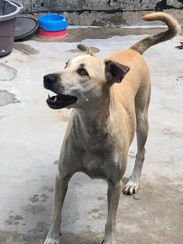 Cachorro raça SRD-ViraLata idade 2 anos nome menininha 